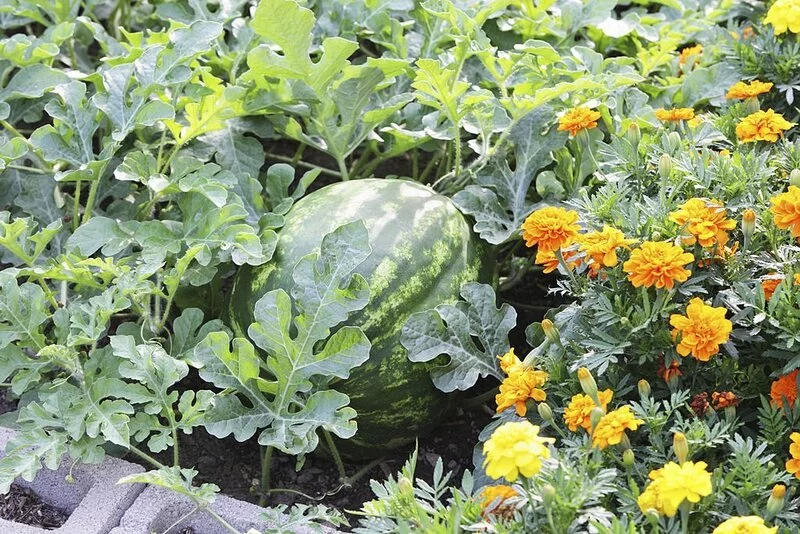 ripe watermelon (Citrullus lanatus) in a residential vegetable and flower garden
