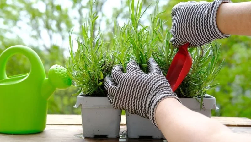 transplanting lavender seedlings from plastic container