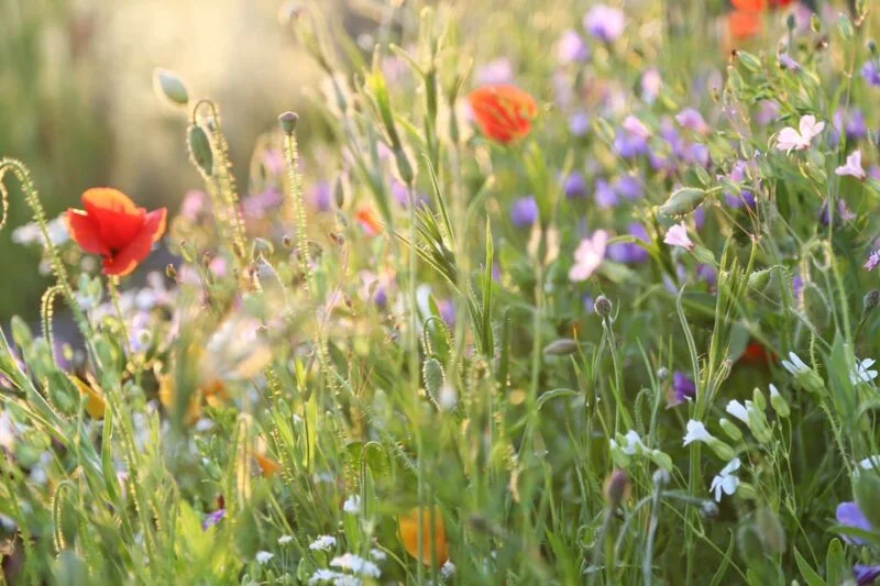 wildflowers