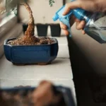 woman using a spray bottle to water her bonsai plant