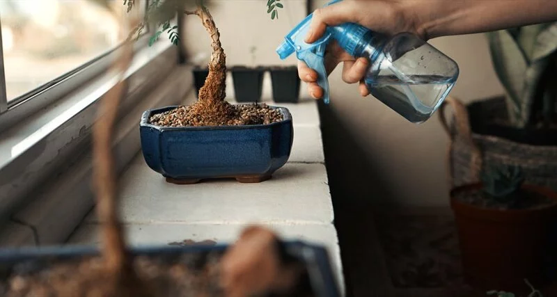 woman using a spray bottle to water her bonsai plant