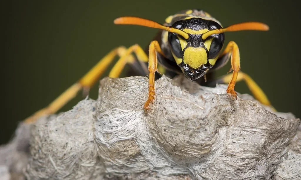 A macro shot of a yellow jacket on it's nest