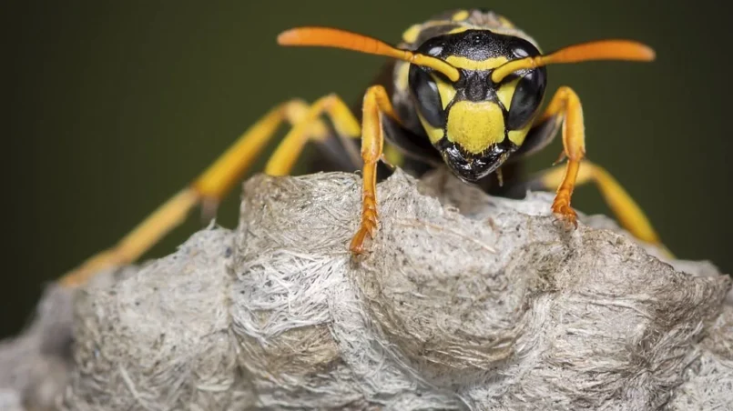 A macro shot of a yellow jacket on it's nest
