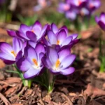 Close-up blooming purple crocus flowers on meadow under sun beams in spring time