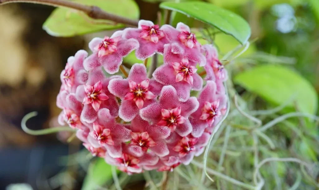 Close-up of star shaped pink flowers of Hoya carnosa