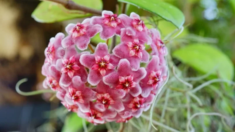 Close-up of star shaped pink flowers of Hoya carnosa