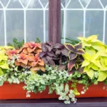 Different plants and Coleus growing in the same pot