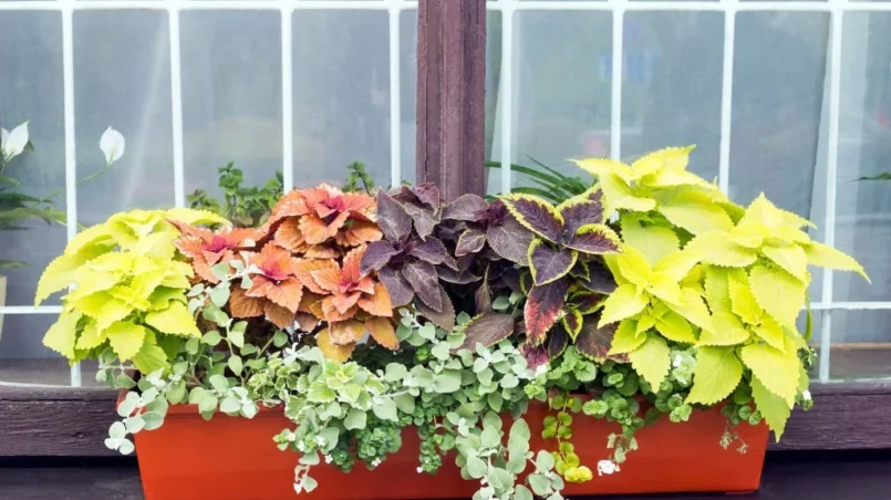 Different plants and Coleus growing in the same pot
