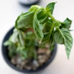 Dying Basil plant