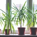 Four dracanea marginata indoor plants in flowerpots
