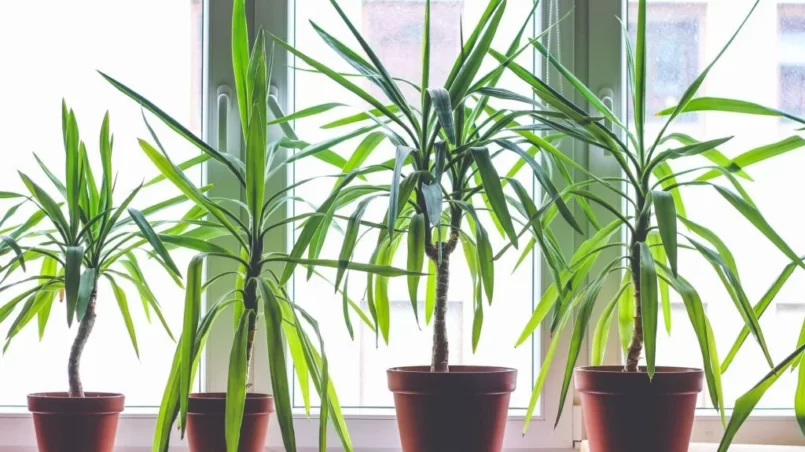Four dracanea marginata indoor plants in flowerpots
