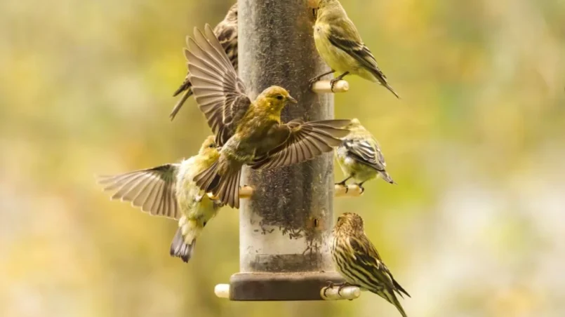 Gold finch perched on a bird feeder