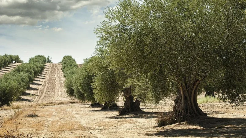 Olive trees in a row