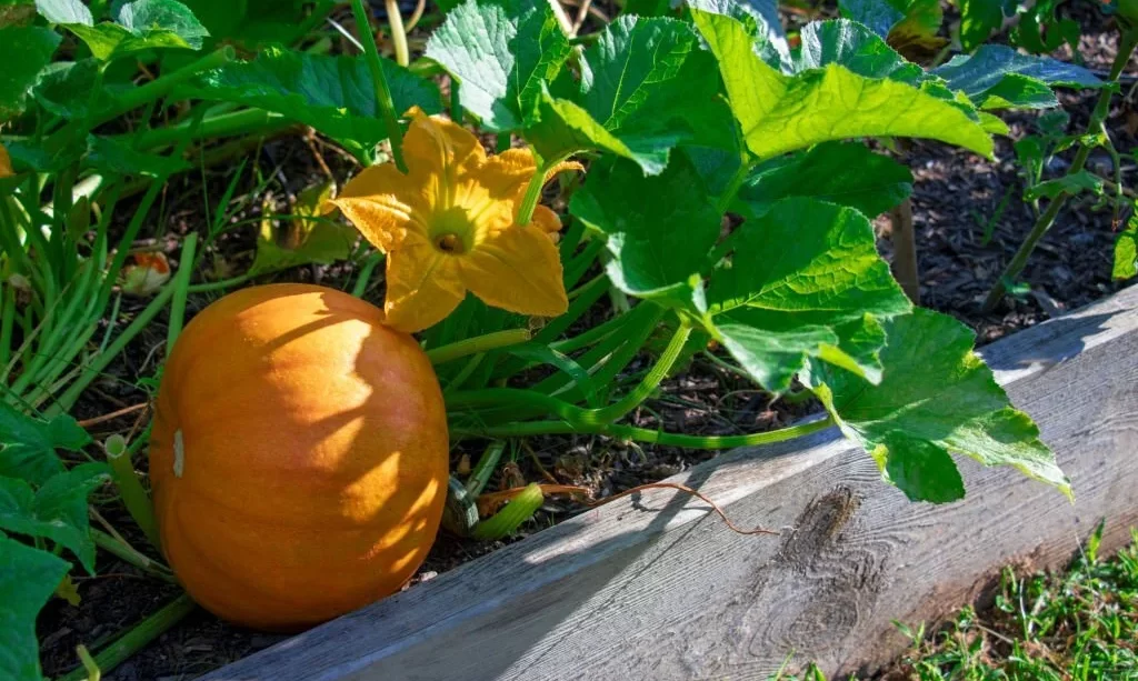 Pumpkin plant growing in a raised bed garden with healthy leaves