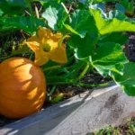 Pumpkin plant growing in a raised bed garden with healthy leaves