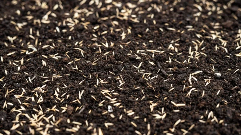 Seeds for a lawn on a black soil