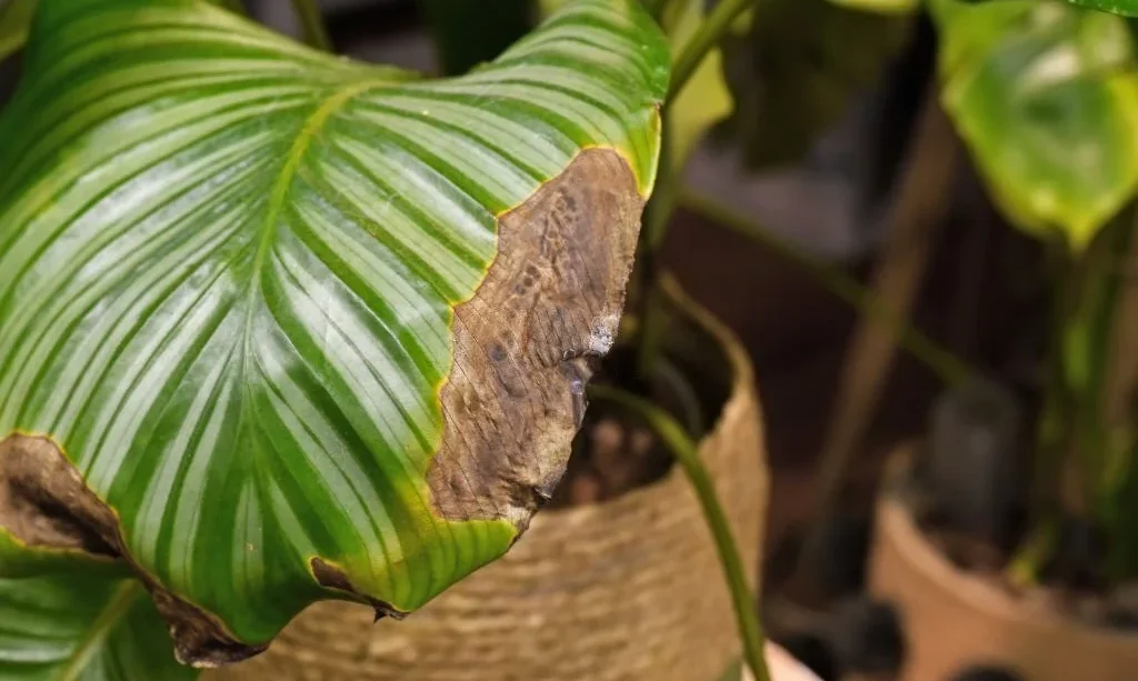Sick Calathea houseplant leaf with dry brown and yellow leaf spots