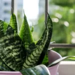 Snake plant in pot at terrace