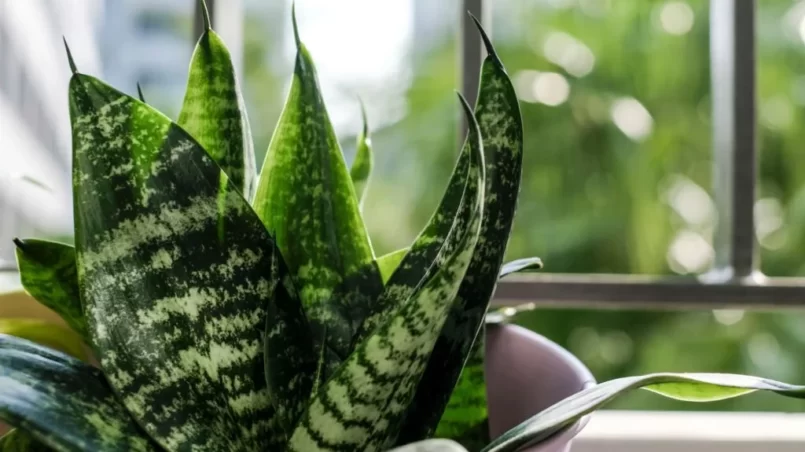 Snake plant in pot at terrace