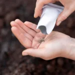 Sowing organic carrot seeds in kitchen garden