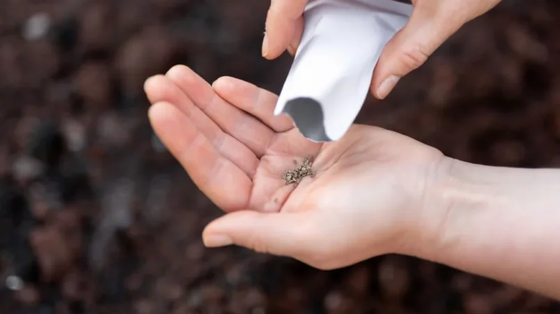 Sowing organic carrot seeds in kitchen garden