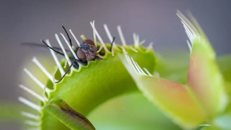 Venus fly trap catching a common house fly
