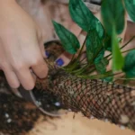 attaching the plant to the moss pole