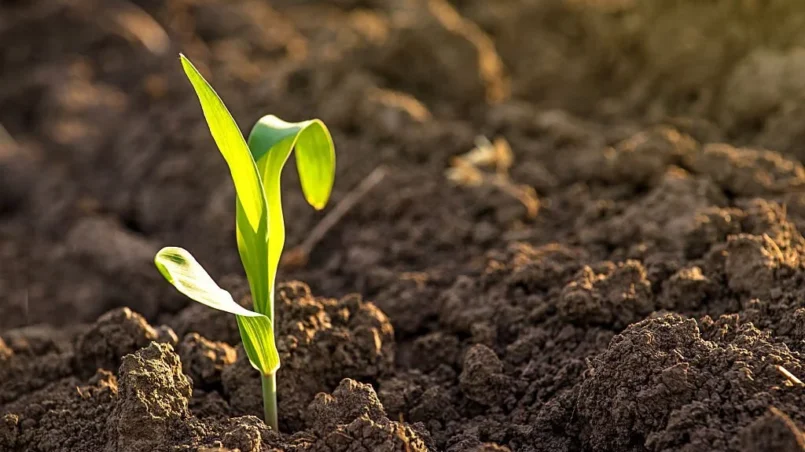 Baby corn plant