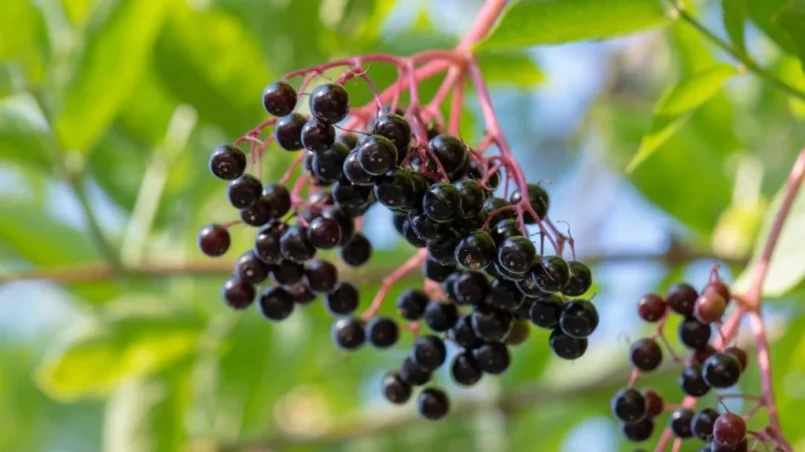 Black Elderberry