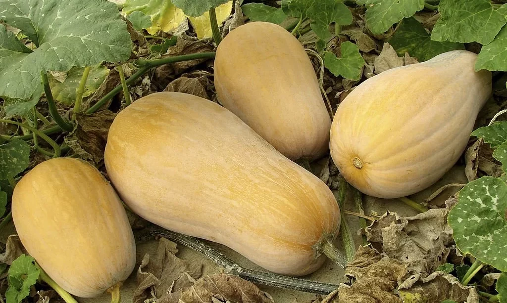 butternut squashes growing on vine