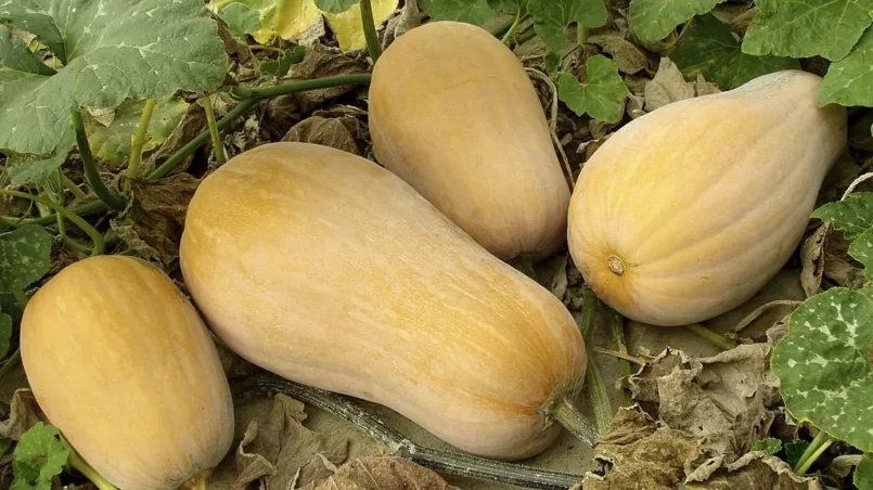 butternut squashes growing on vine