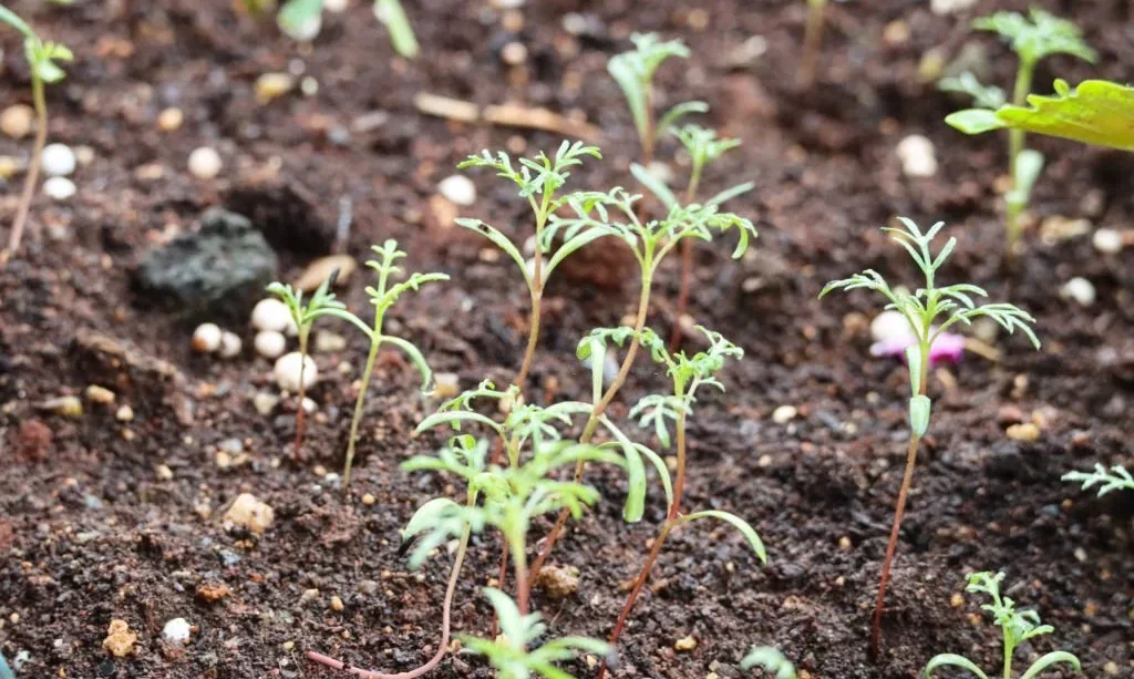Cosmos seedlings