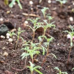 Cosmos seedlings