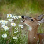 Deer eating Daisies