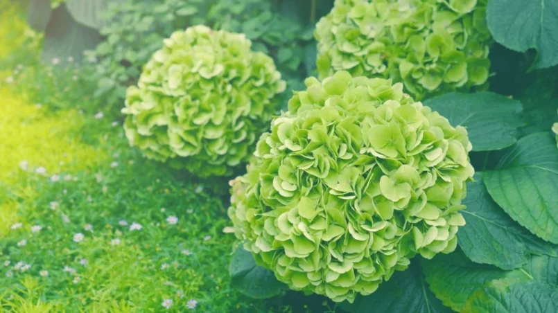 Green hydrangea flowers