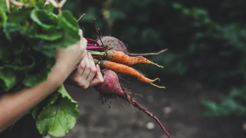 harvested vegetables