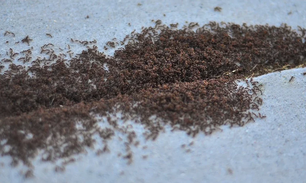 ig pile of ants climbing in and out of a crack in the pavement.