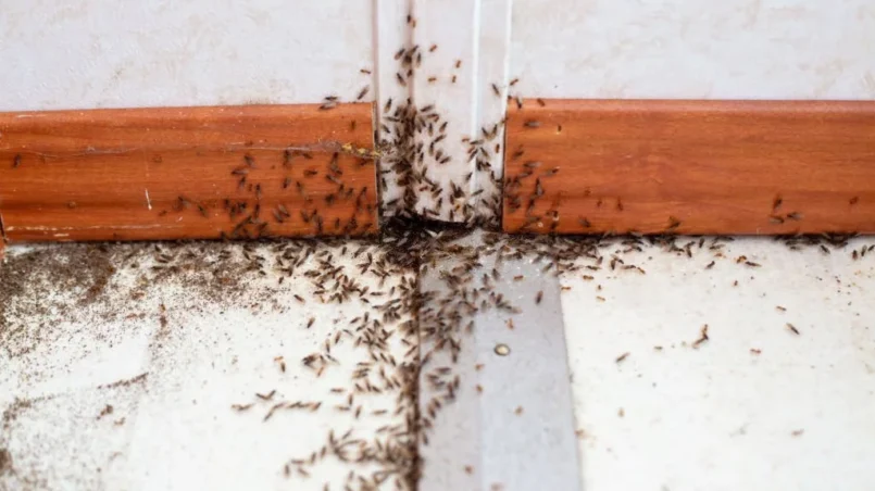 infestation of ants