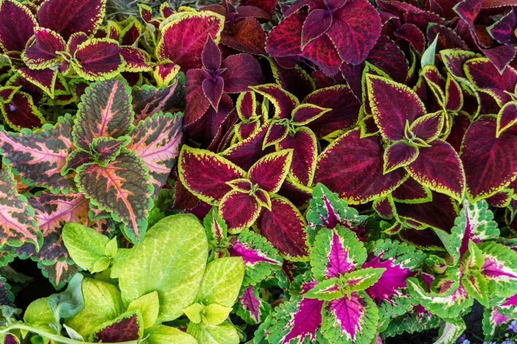 Multicolored Coleus plants