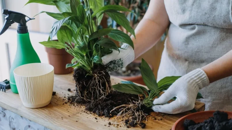 peace lily roots