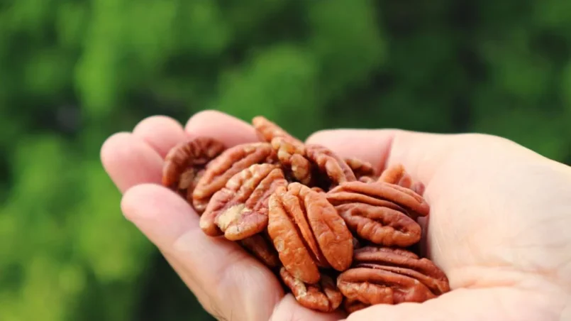 Pecan nuts