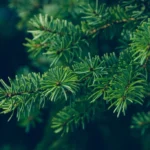 Pine leaves