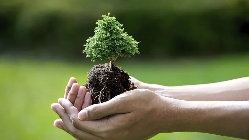 small tree in hands