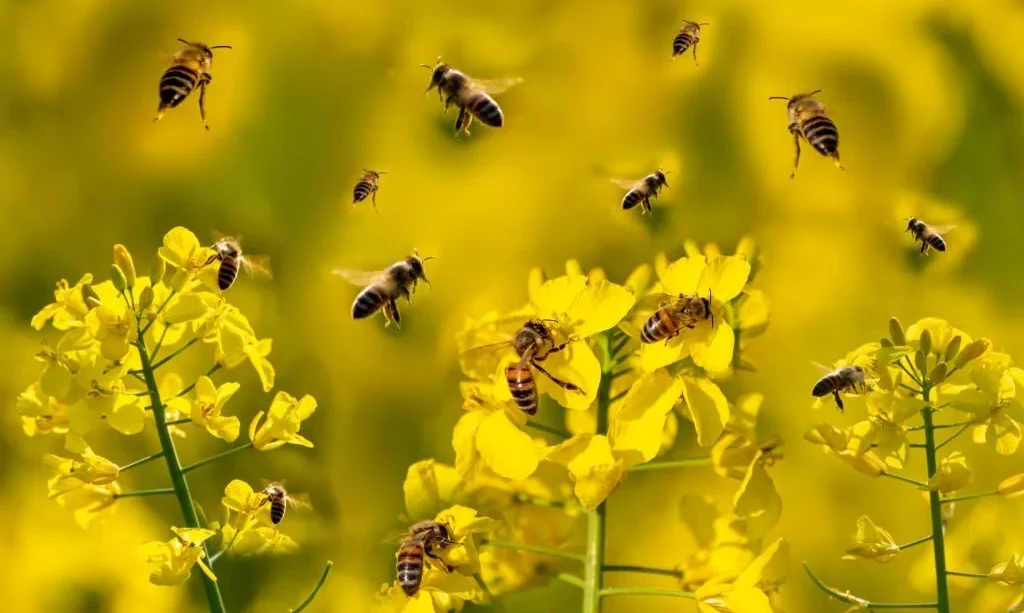swarm of honey bees in a flowering rapeseed field
