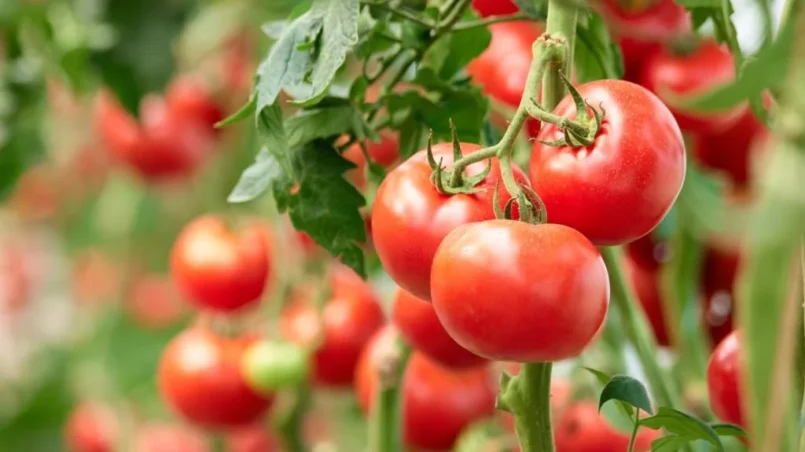 tomatoes in garden