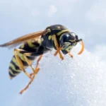 wasp on snow
