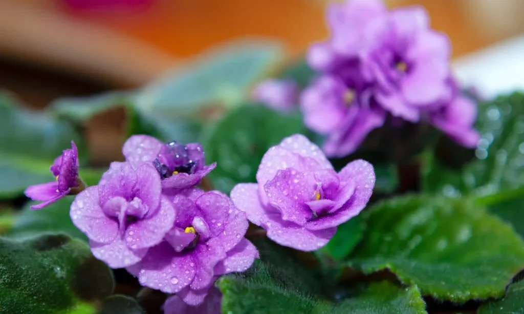 watering african violets