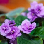 watering african violets
