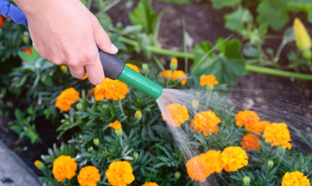 watering marigolds