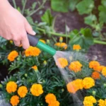 watering marigolds